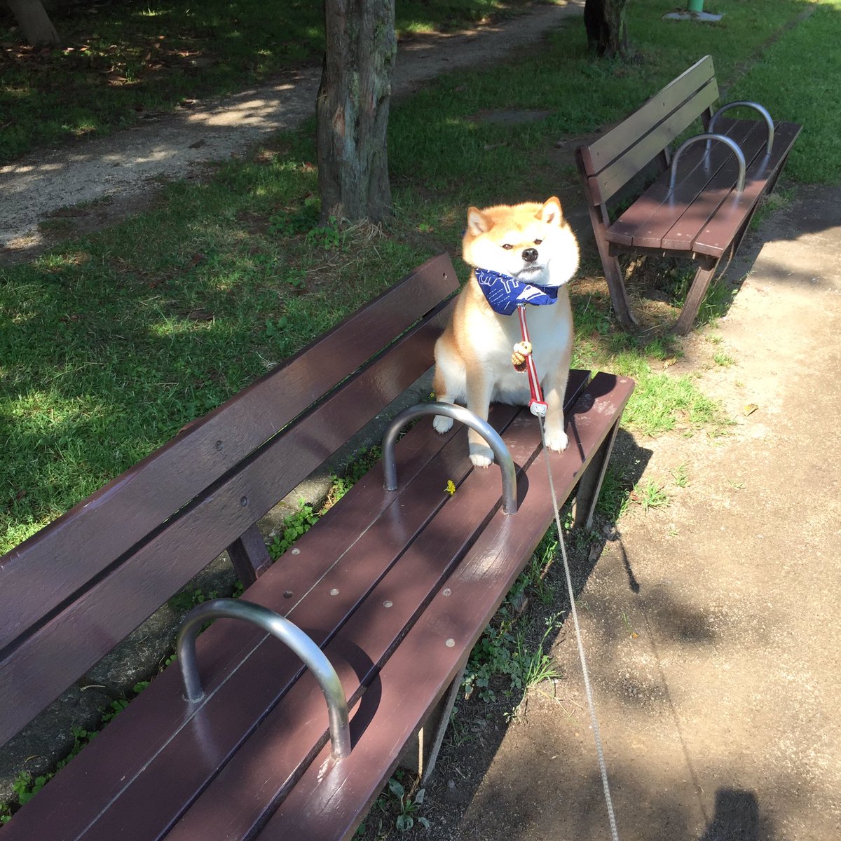 圖片來源:87shiba87/twitter