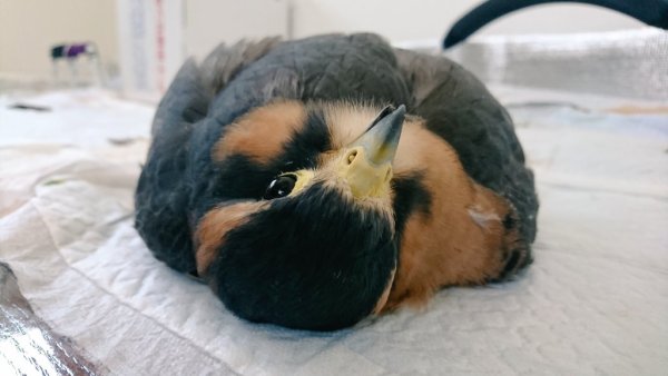 圖片來源:juoku_k/twitter