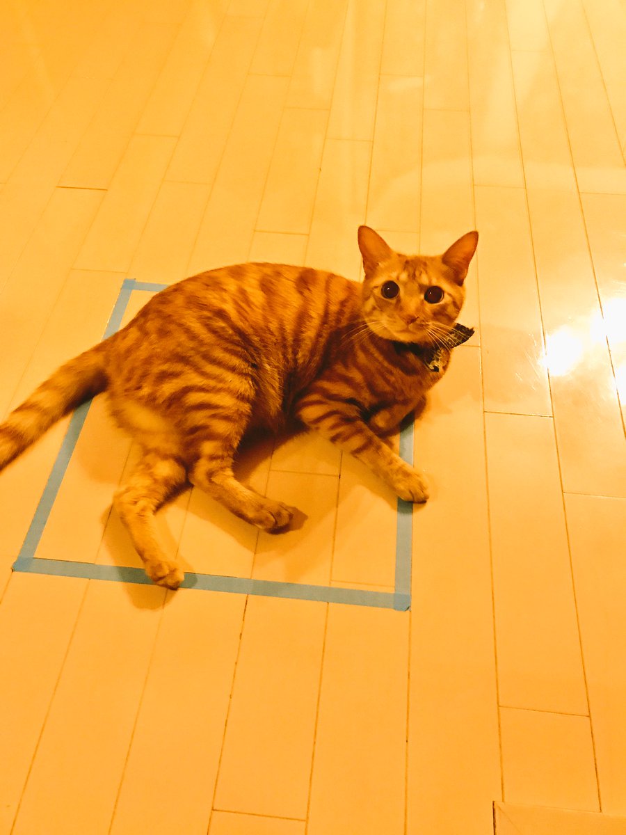 圖片來源：okaueai／twitter