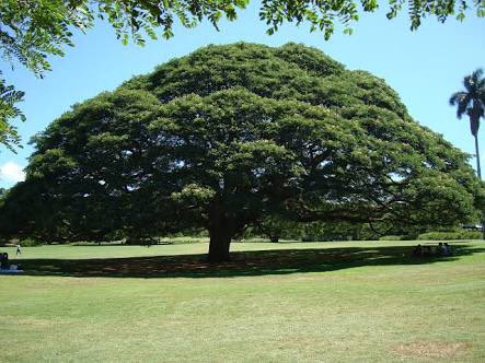 圖片來源:kaomoji_pokemon/twitter