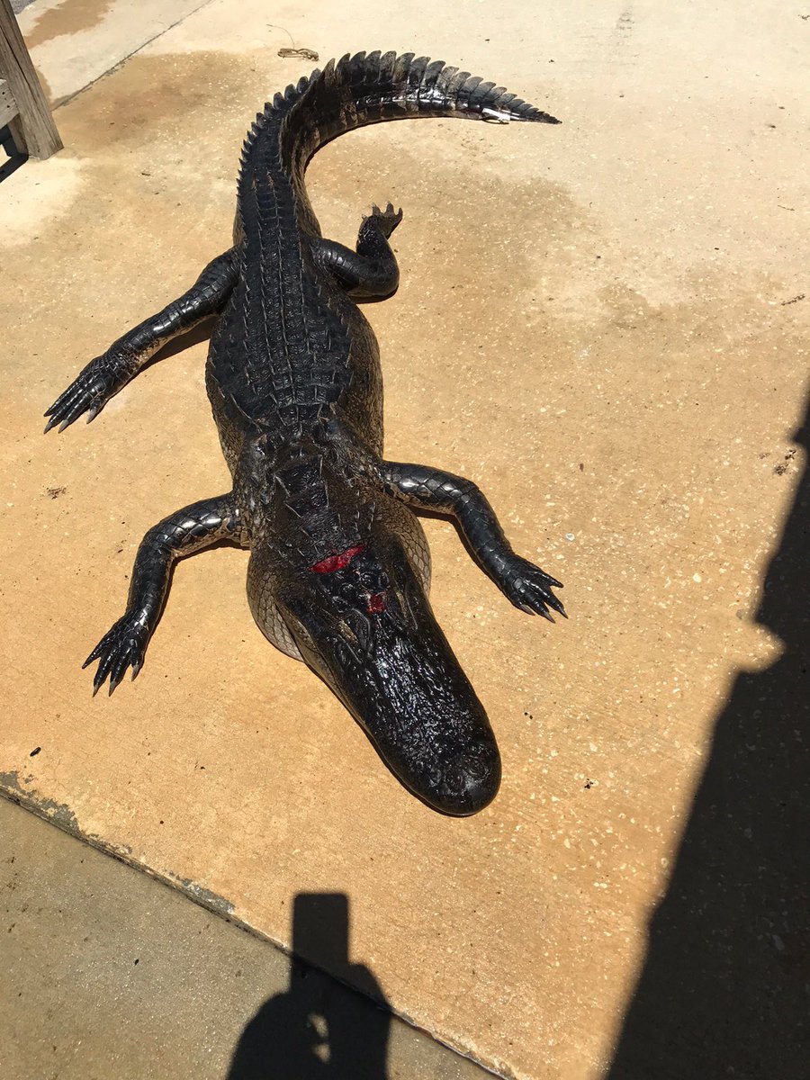 圖片來源：JSalomoneWFTV​／twitter