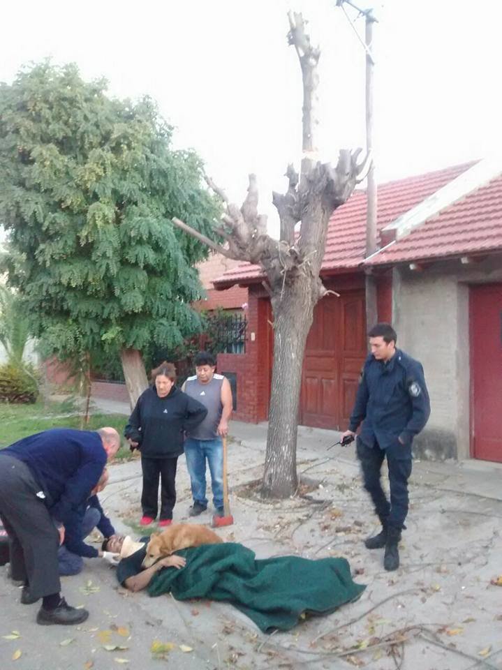 圖片來源：the Dodo