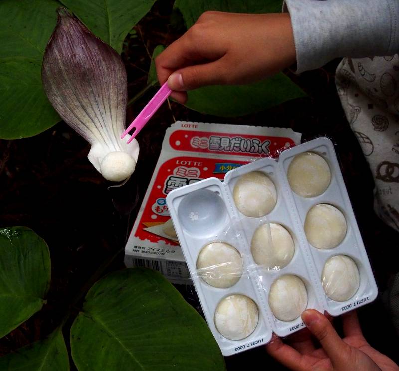 圖片來源：sawagani550cc／twitter