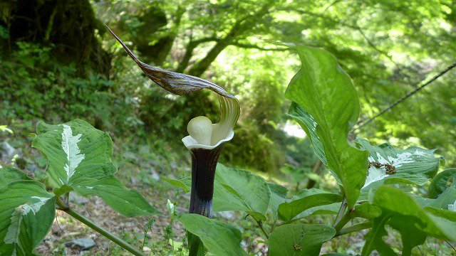 圖片來源：Fukunagaosamu／twitter