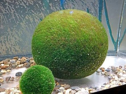 圖片來源：nttcocomo／twitter