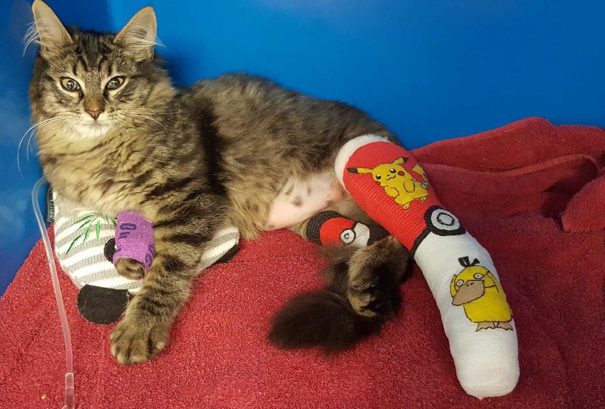 圖片來源：Mashable