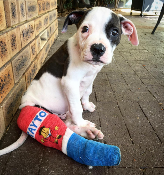 圖片來源：Mashable