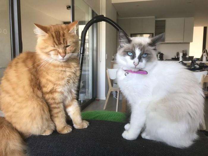 圖片來源：omgfacts