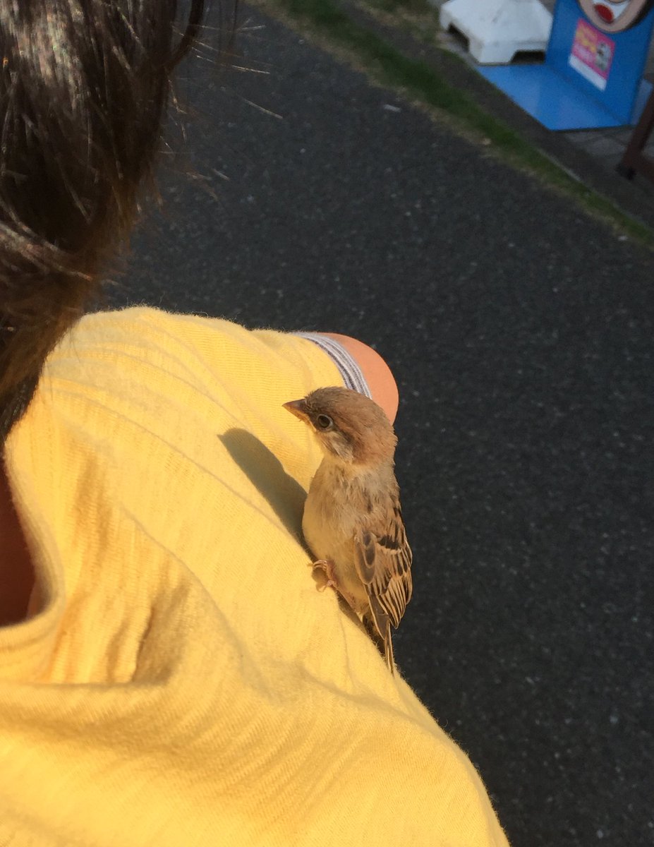 圖片來源:n_ryota/twitter