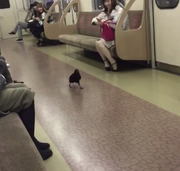 圖片來源:ShikanaiRyohei/twitter