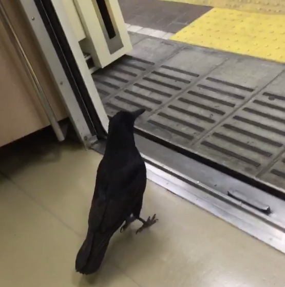 圖片來源:ShikanaiRyohei/twitter