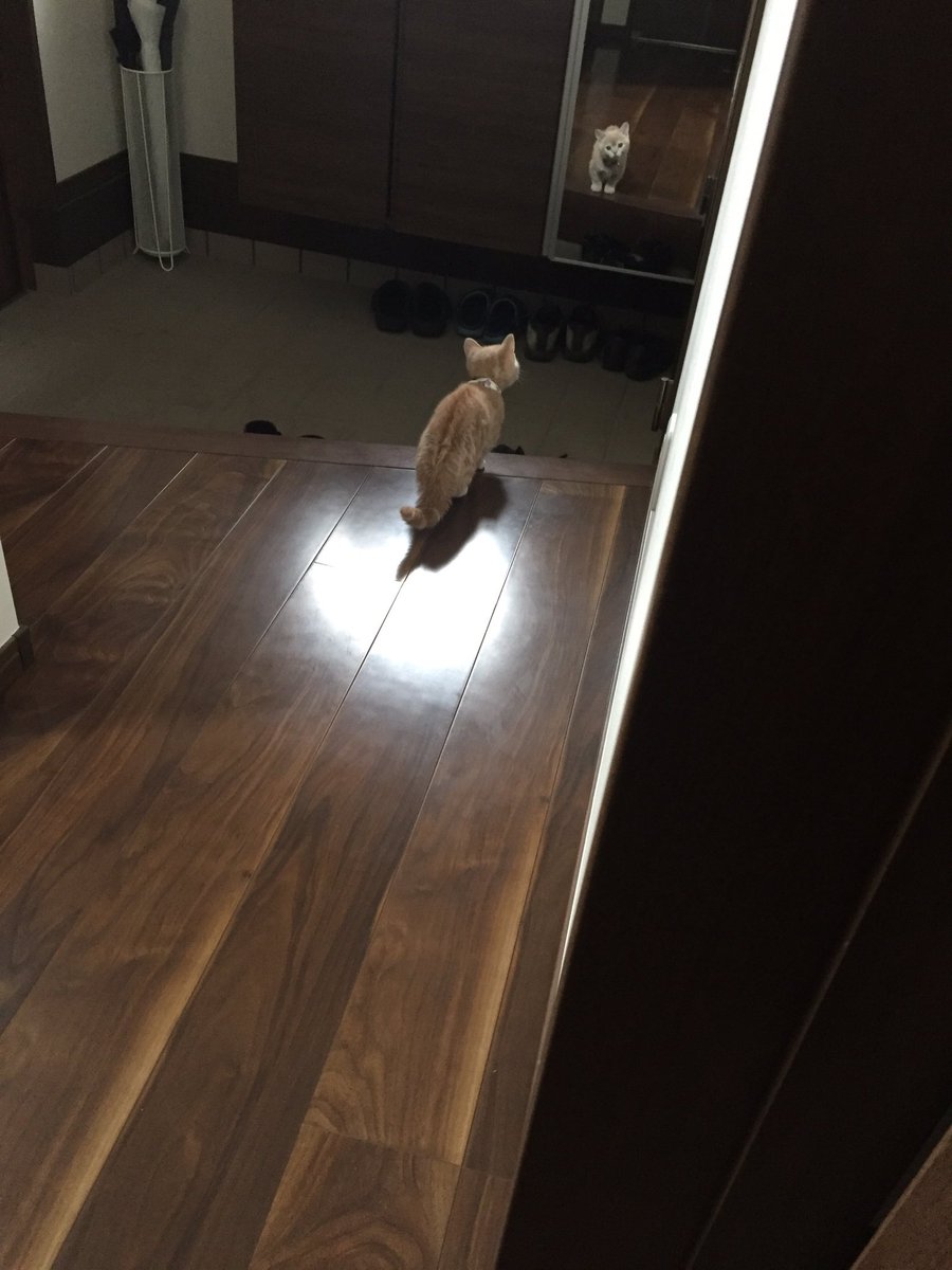 圖片來源：milkymirukun／twitter