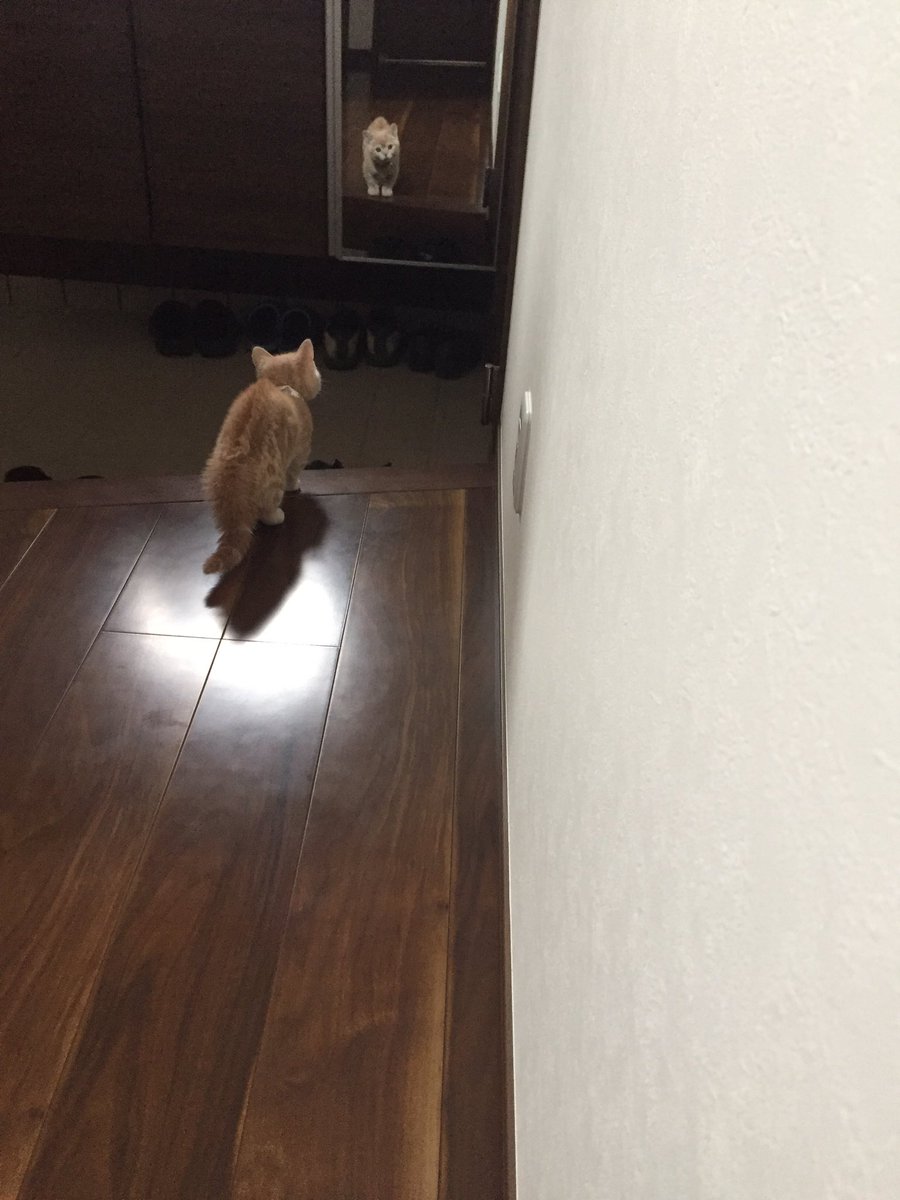 圖片來源：milkymirukun／twitter