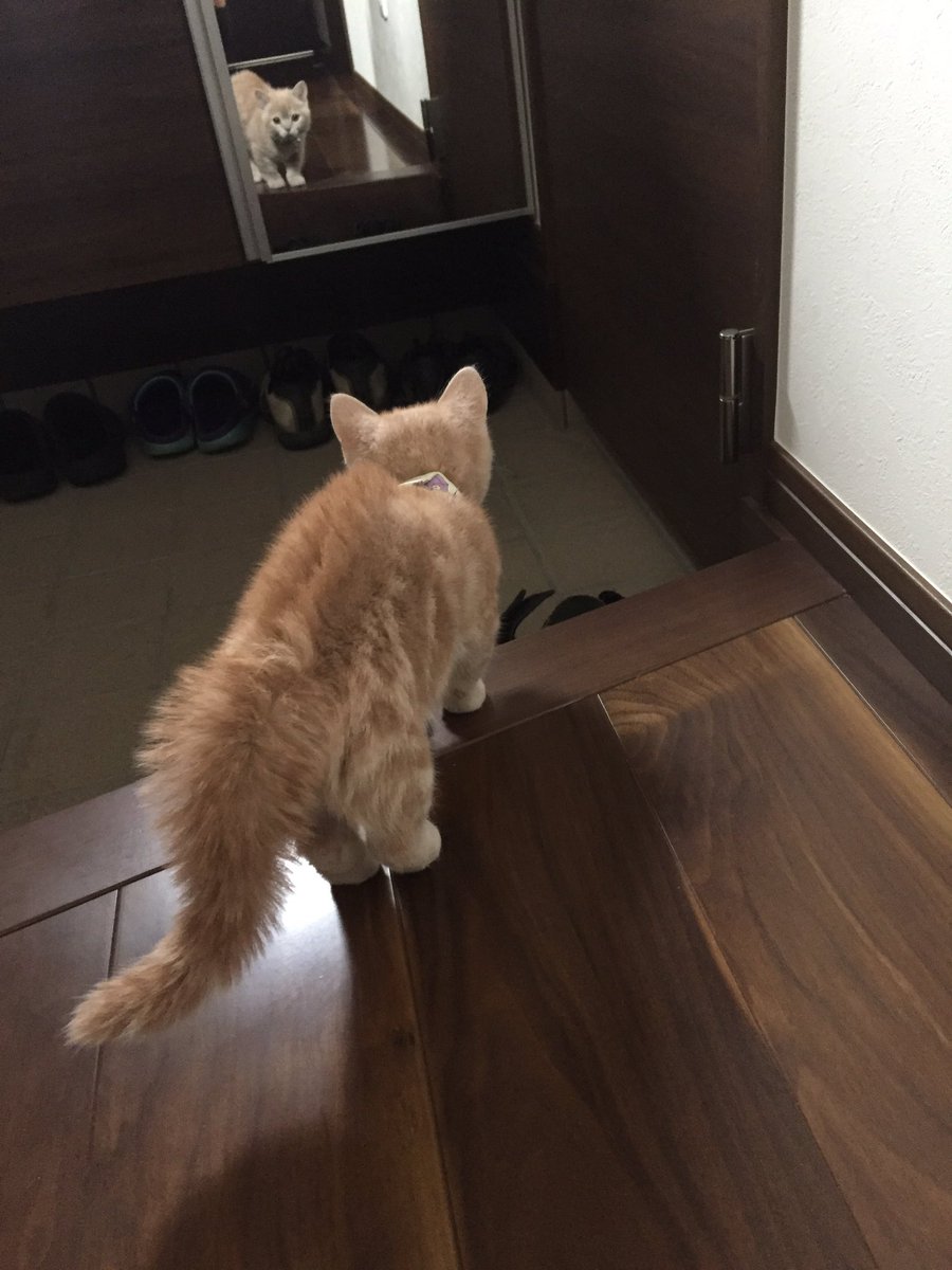 圖片來源：milkymirukun／twitter