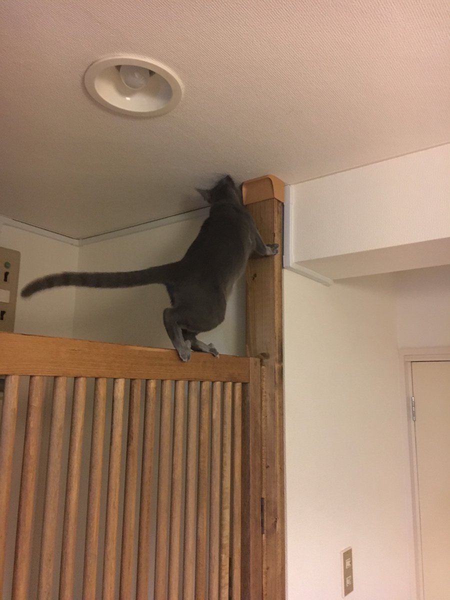 圖片來源：pup_chan／twitter