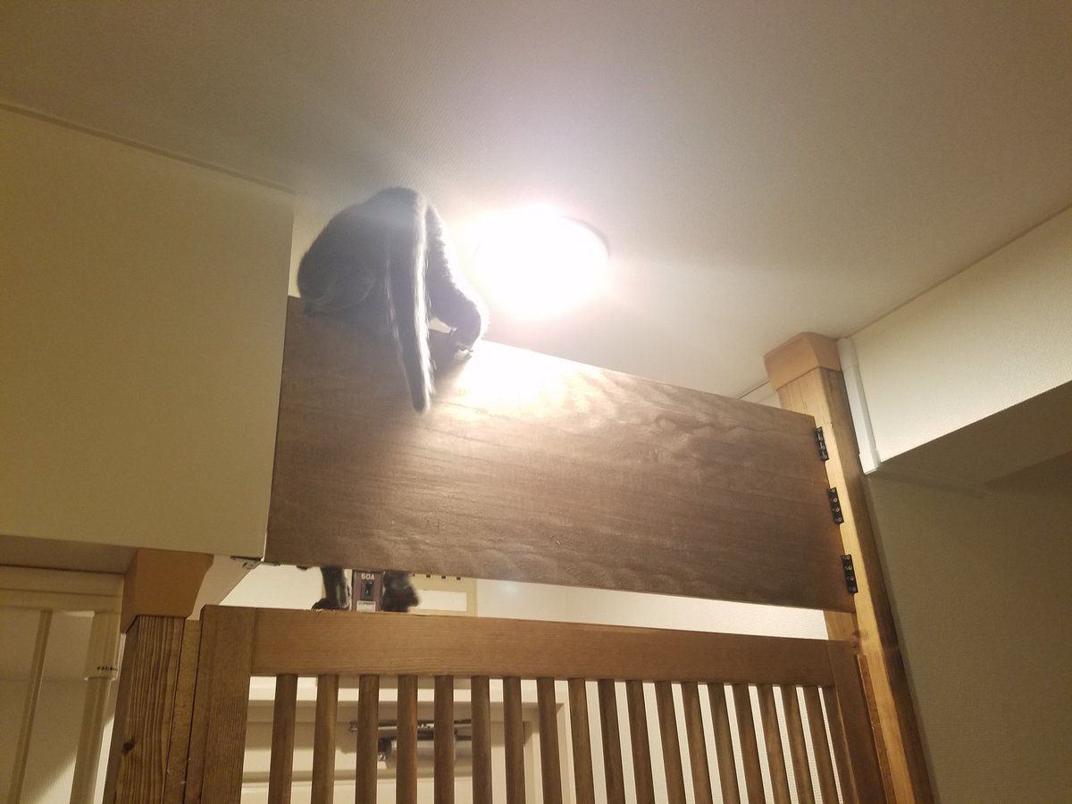 圖片來源：pup_chan／twitter