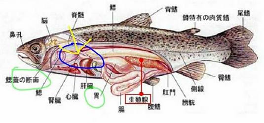 圖片來源：吳謹嘉