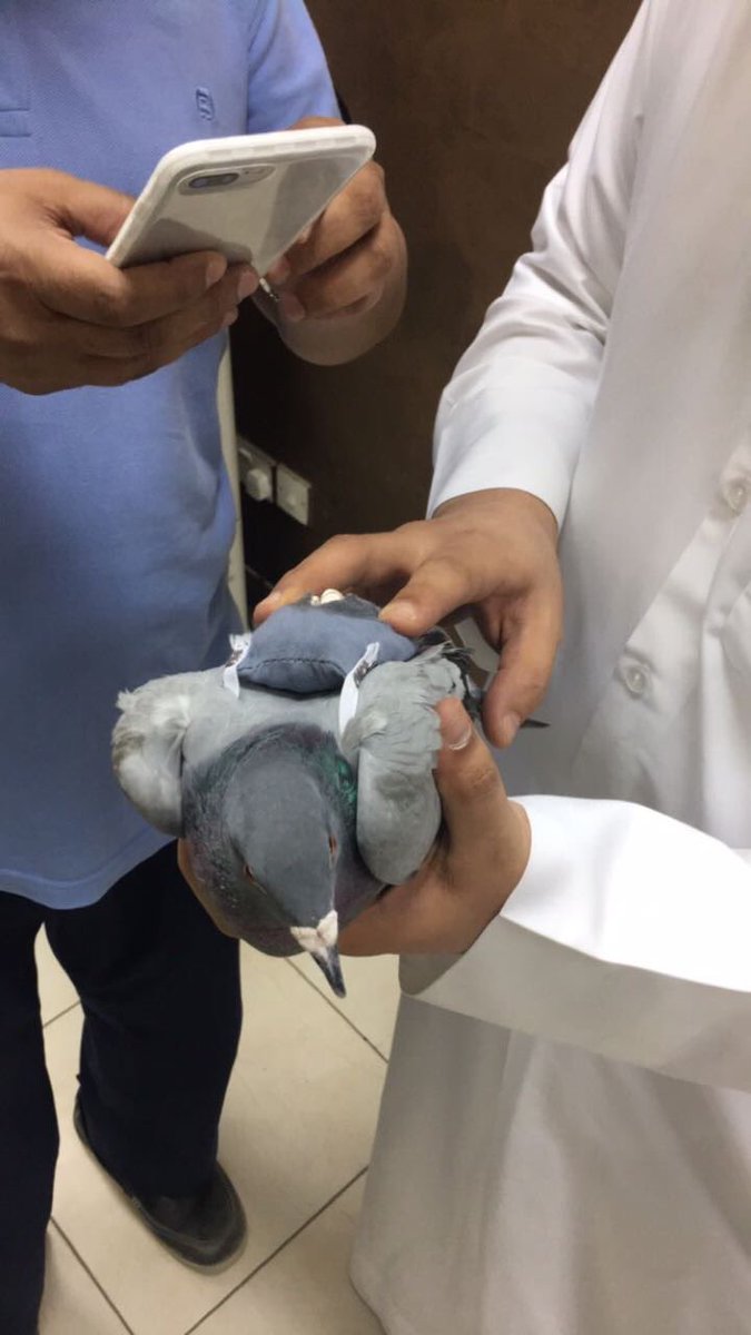 圖片來源：sauds_ksa​／twitter