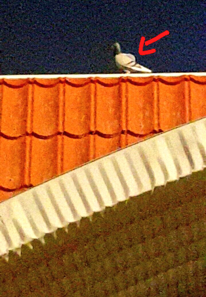 圖片來源：Guy4mkuwait／imgur