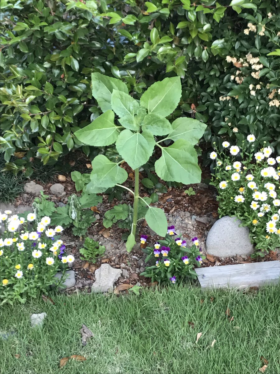 圖片來源:CRAZYMONKEY_Dub/twitter