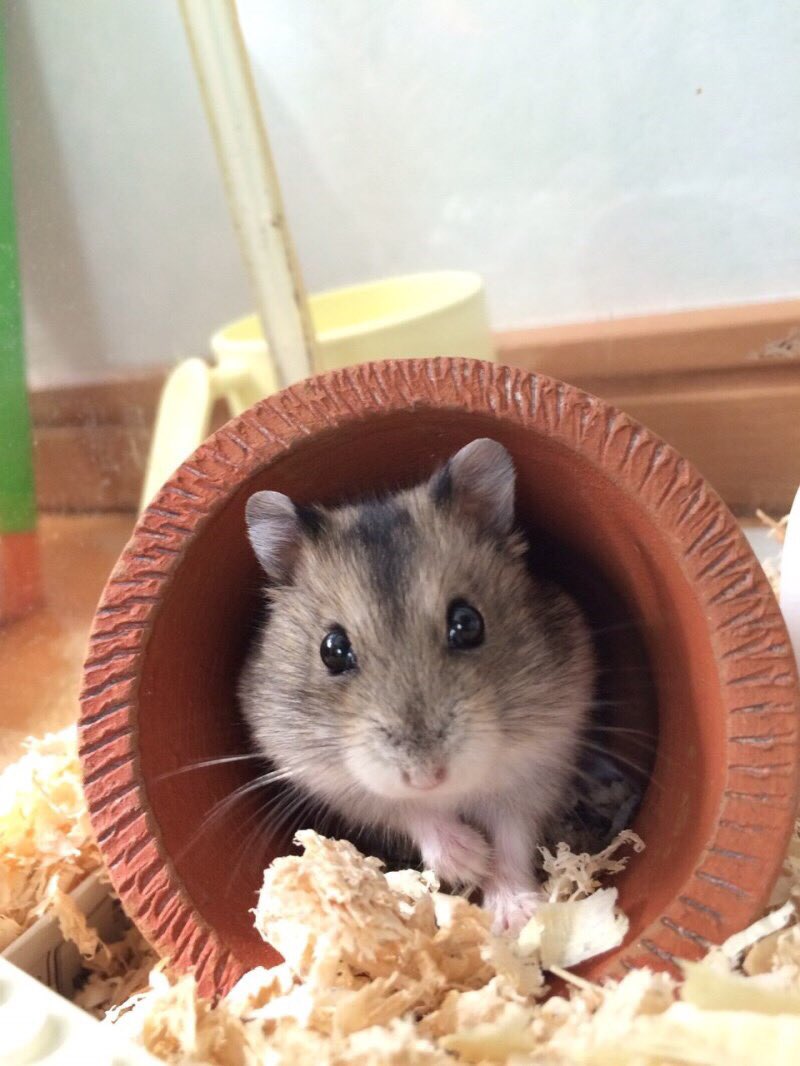 圖片來源:CRAZYMONKEY_Dub/twitter