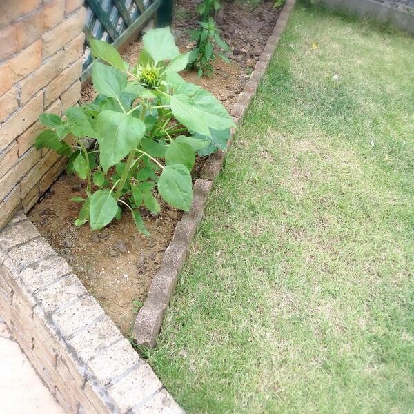 圖片來源:Koyamakun/twitter