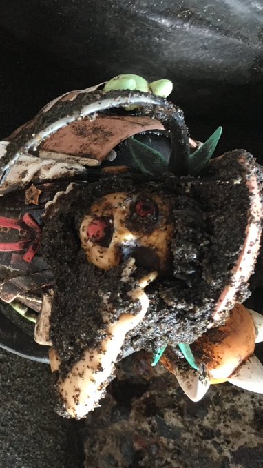 圖片來源:guardian_natu/twitter