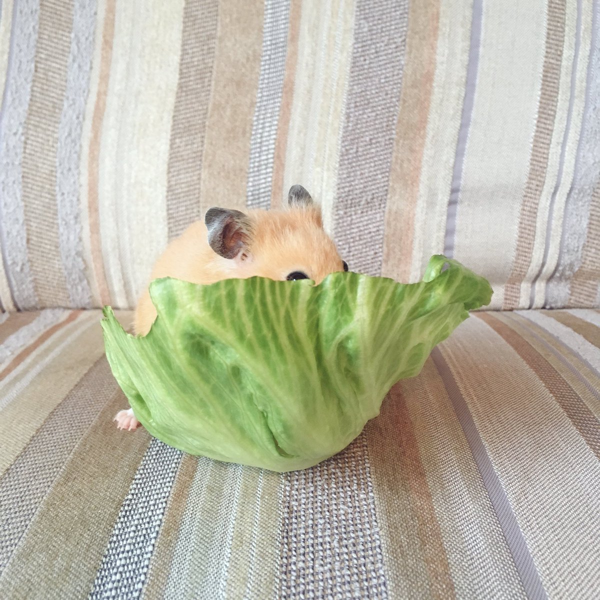 圖片來源：ganmo_chan／twitter