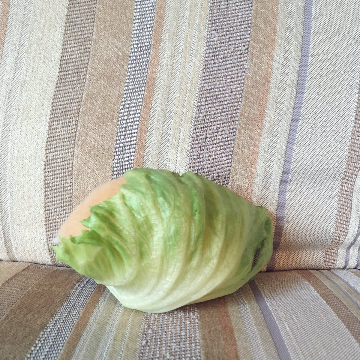 圖片來源：ganmo_chan／twitter