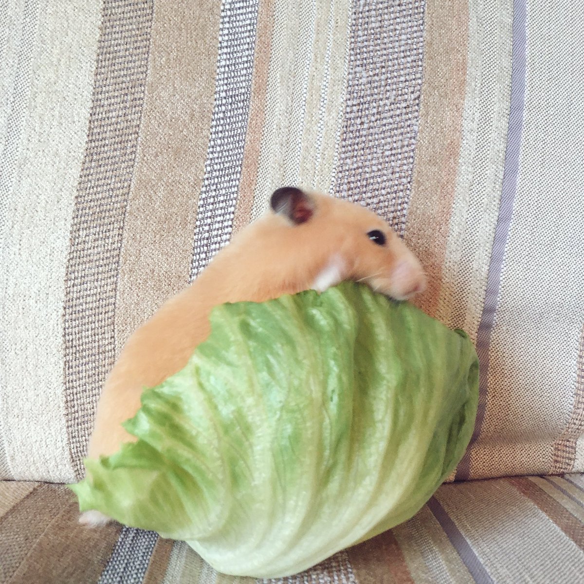 圖片來源：ganmo_chan／twitter