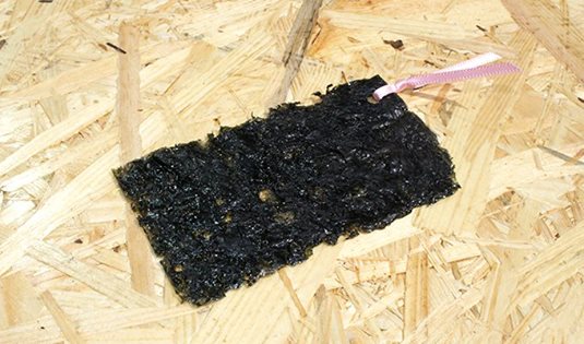 圖片來源：yamamotogen1209／twitter