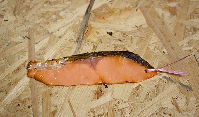 圖片來源：yamamotogen1209／twitter