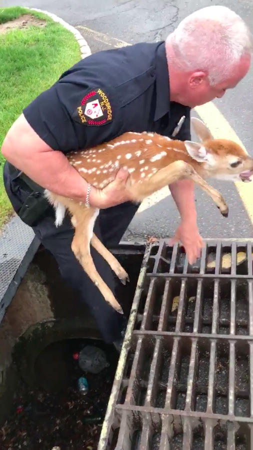 圖片來源：Woodbridge Police Department