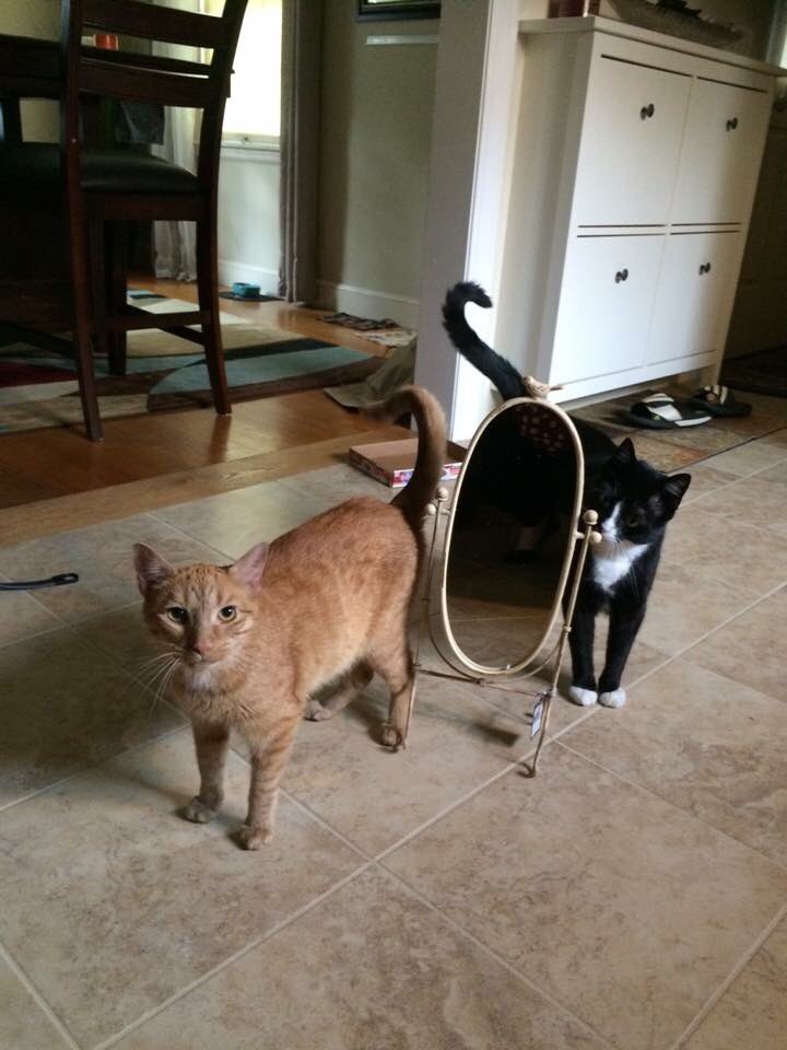 圖片來源:fandog15/twitter