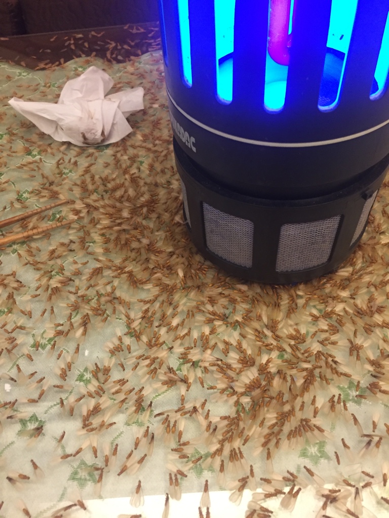 圖片來源:darknesschun/ptt