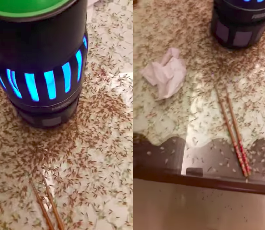 圖片來源:吳峻光/YouTube