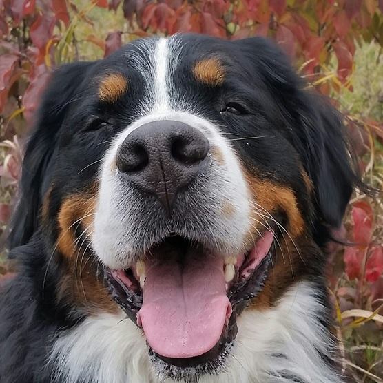 圖片來源：Al Cooper