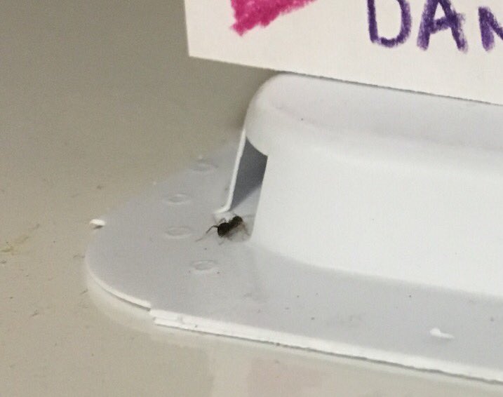 圖片來源：tastefactory／twitter