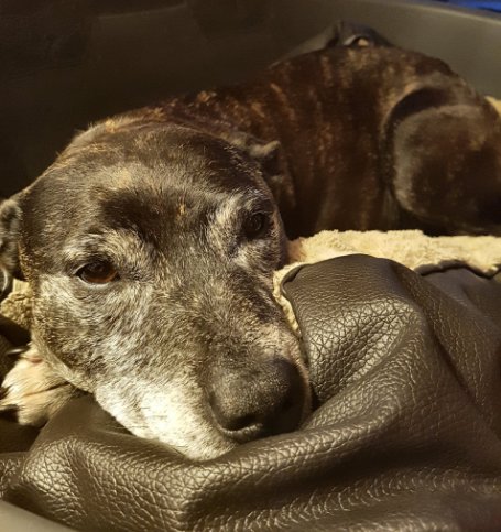 圖片來源：the Dodo