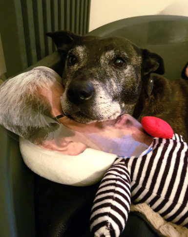 圖片來源：the Dodo