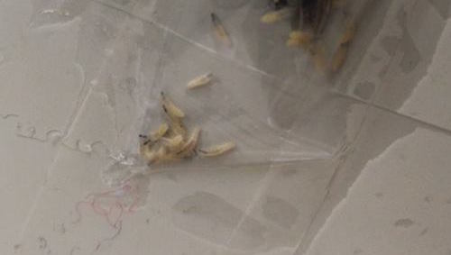 圖片來源：邱小憲