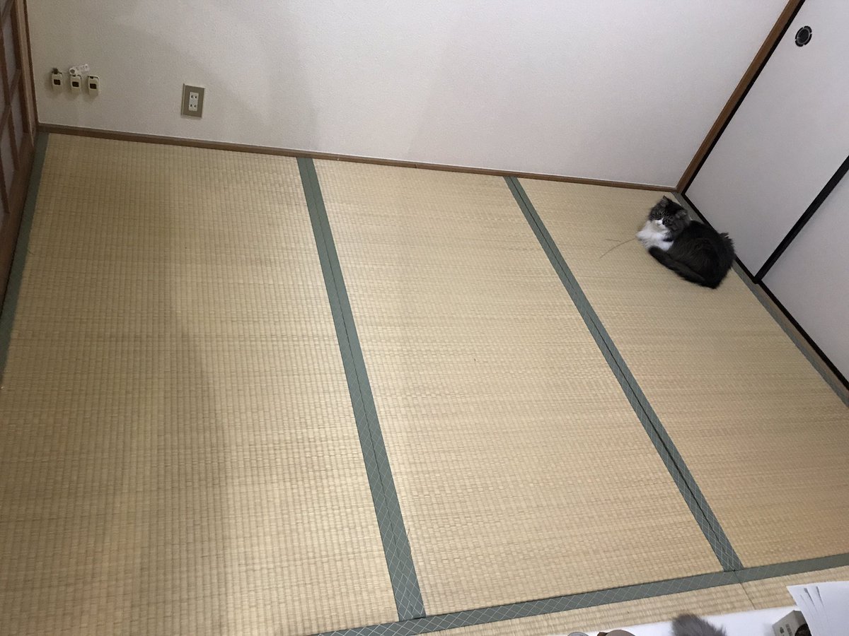 圖片來源：neko_tom／twitter