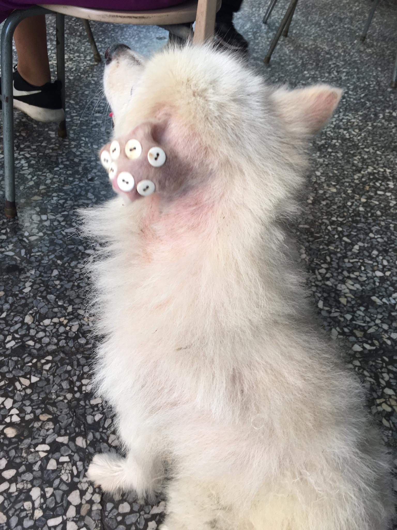 圖片來源：Yen-Min Wu