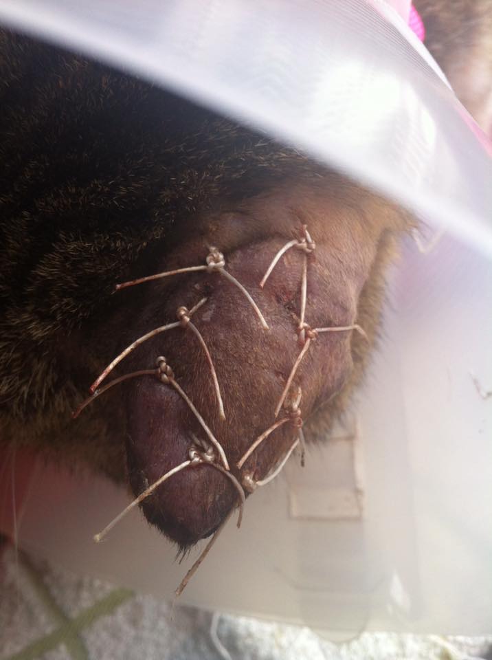 圖片來源：Roco Cheung