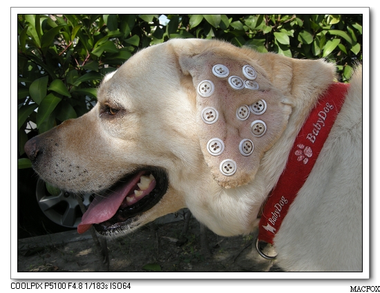 圖片來源：獸醫小助理一點都不日記