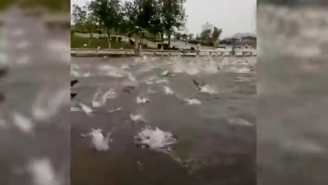 圖片來源:中青網新聞中心/微博