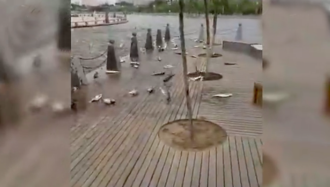 圖片來源:中青網新聞中心/微博