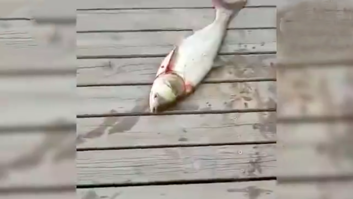 圖片來源:中青網新聞中心/微博