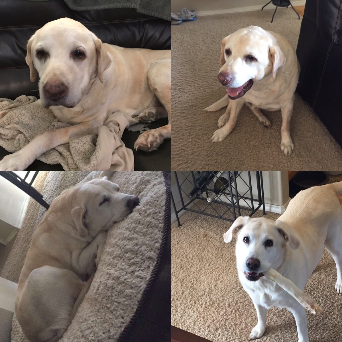 圖片來源:_EasyBreasy_/twitter