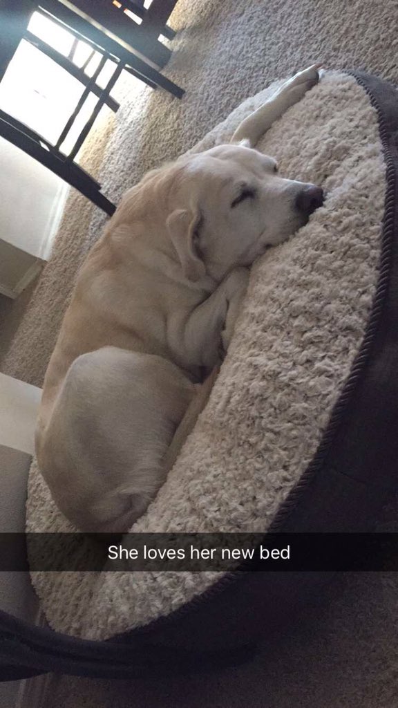 圖片來源:_EasyBreasy_/twitter